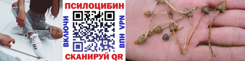 Псилоцибиновые грибы Cubensis  Кинель 